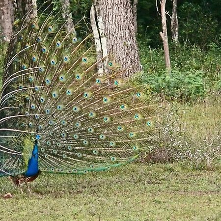 Готель Big Game - Wilpattu By Eco Team Екстер'єр фото