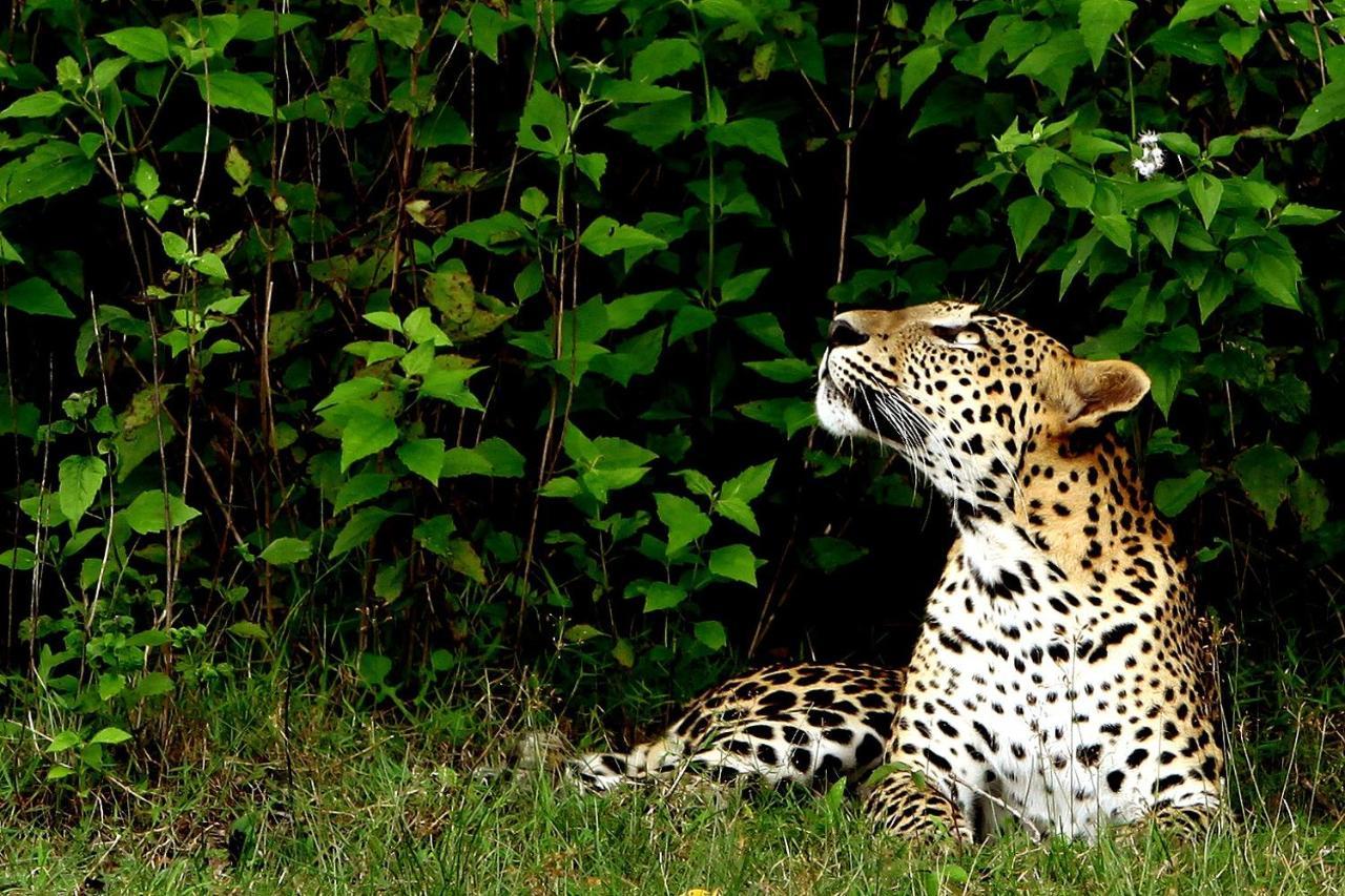 Готель Big Game - Wilpattu By Eco Team Екстер'єр фото